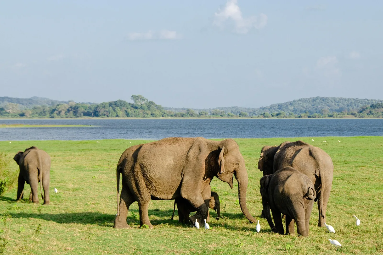 Minneriya National Park, Sri Lanka