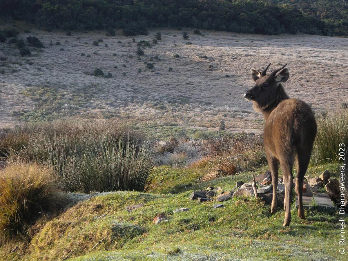 Horton Plains National Park, Sri Lanka