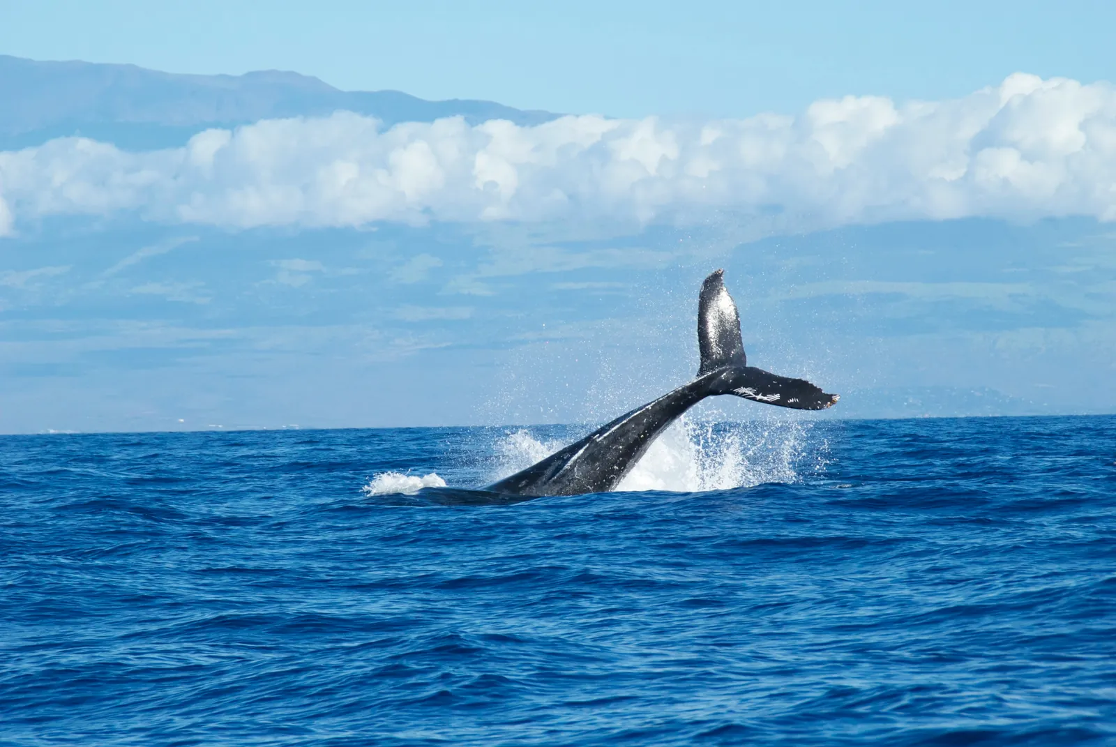 Blue whale sighting during a responsible whale-watching trip from Mirissa