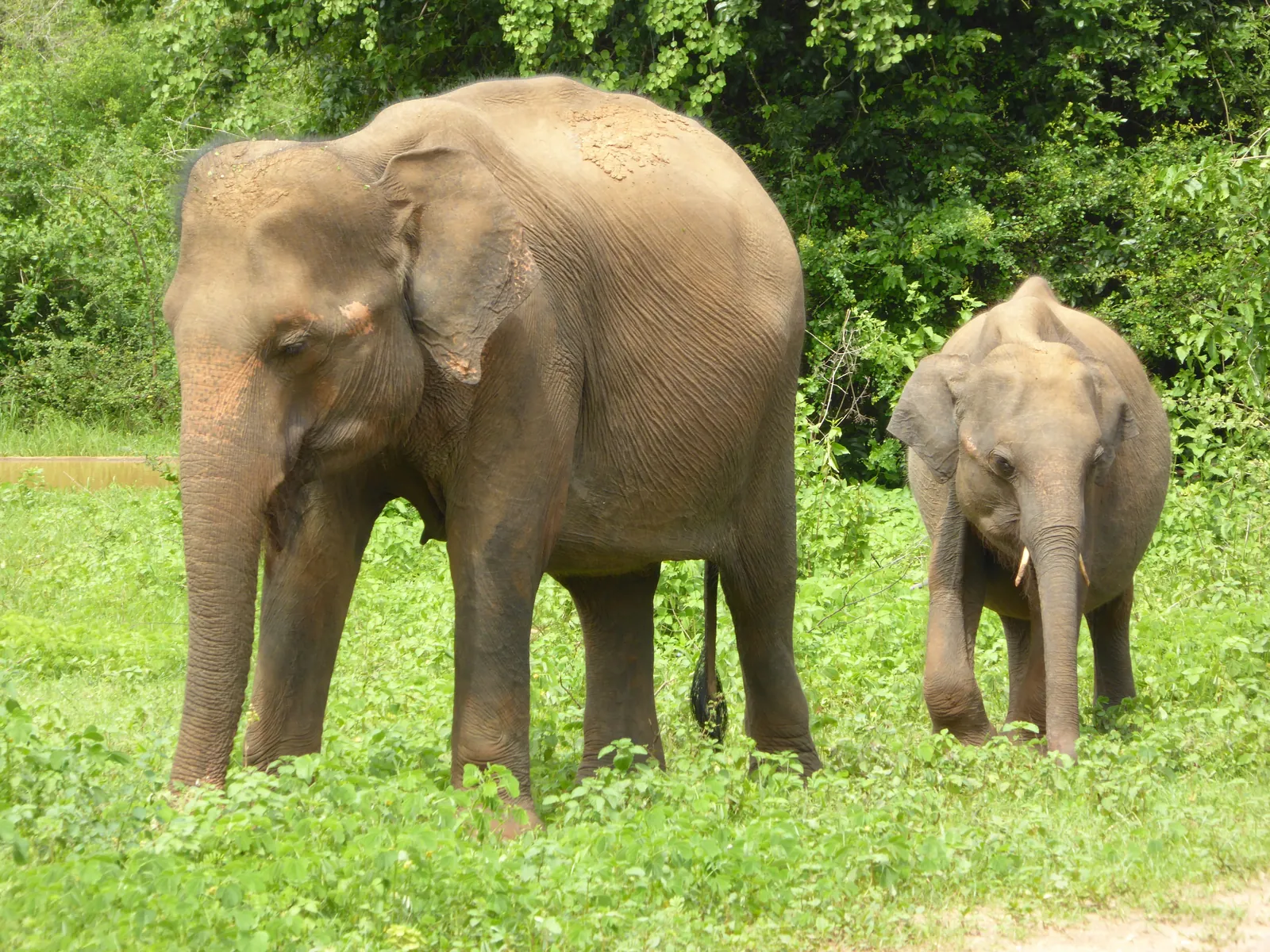 Udawalawe National Park, Sri Lanka