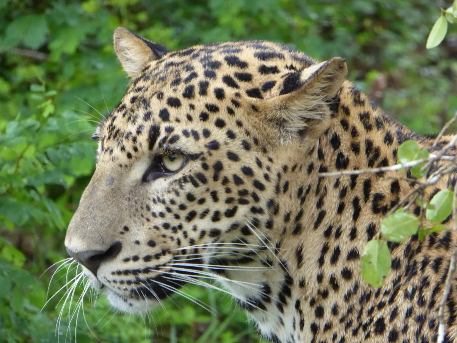 Yala National Park, Sri Lanka